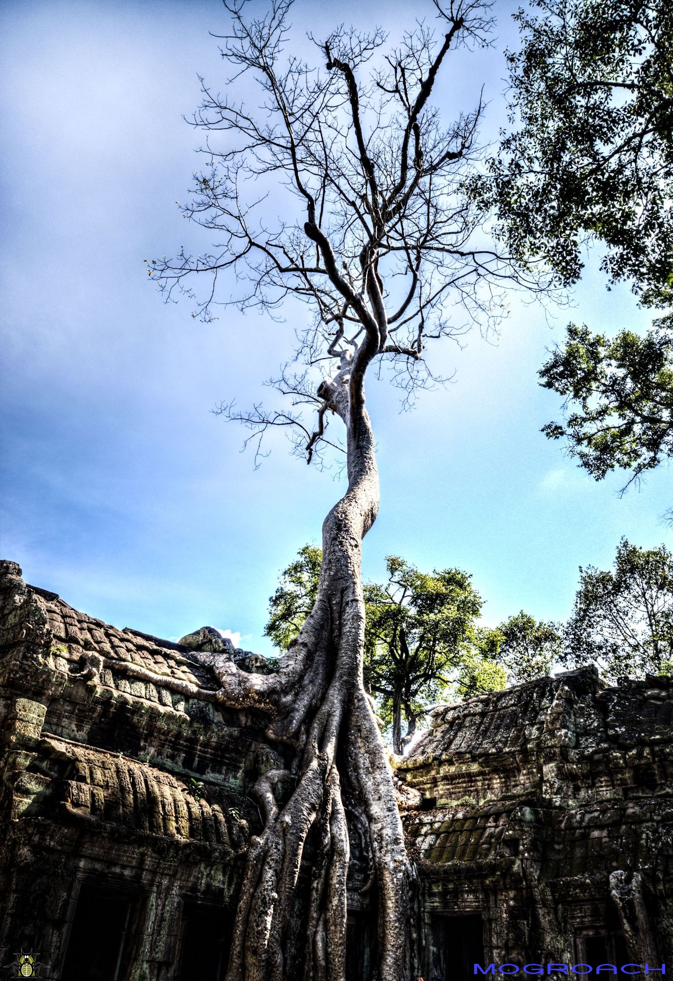 Mogroach Travelblog Ta Prohm Angkor Wat 