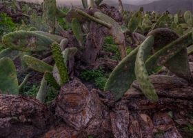 Gardin de Cactus (15)