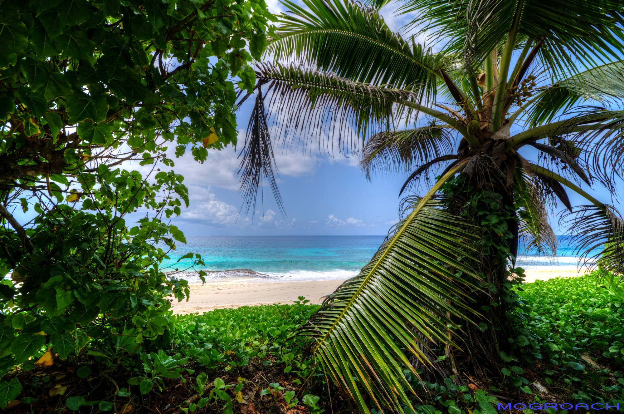 Mogroach Seychellen Reisebericht