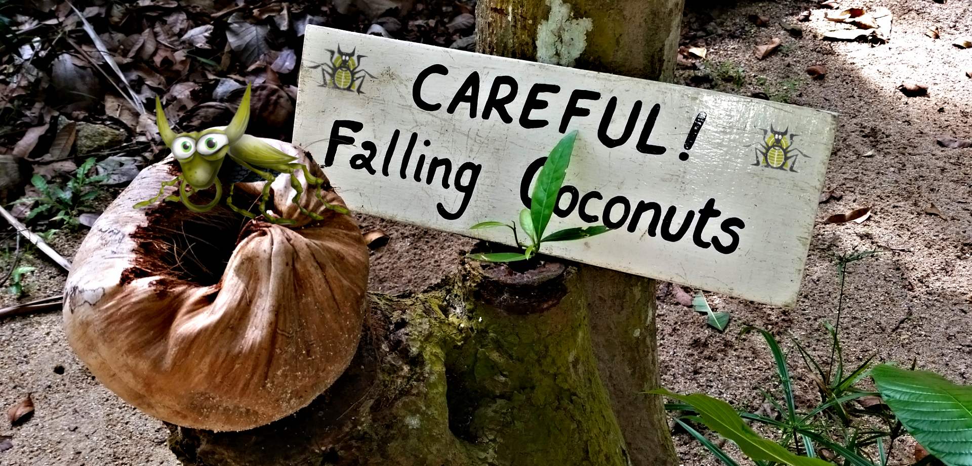 Falling Coconuts - MOGROACH