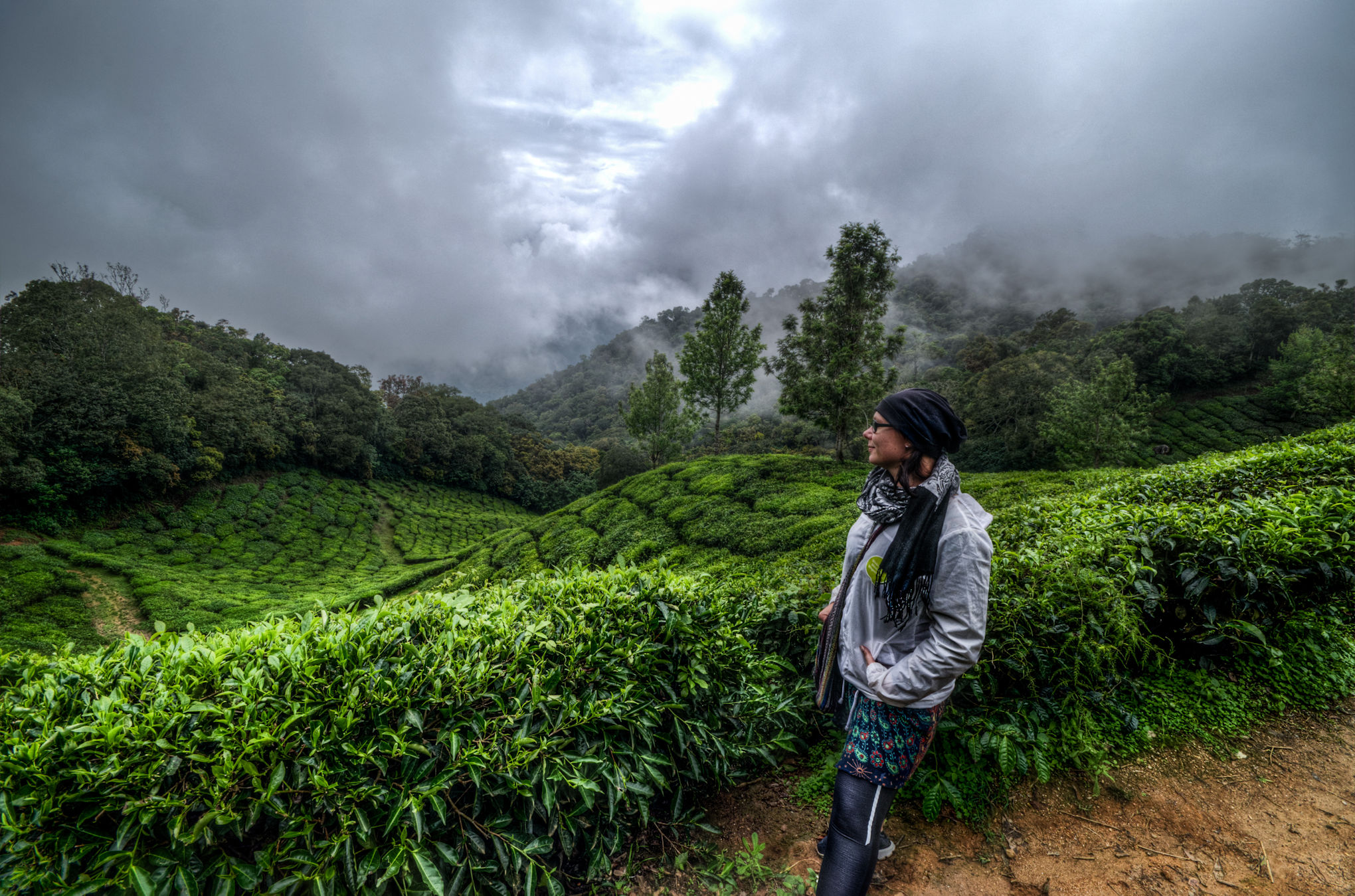 Teeplantage Tamil Nadu Indien