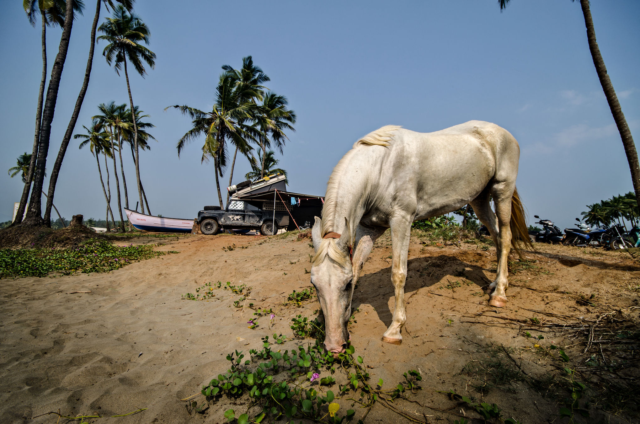 Pferd Agonda Beach Goa