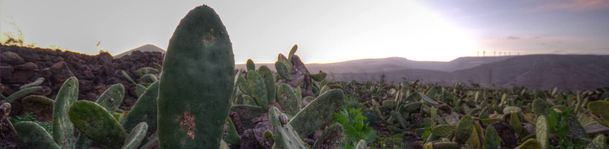 Jardin De Cactus Mogroach Lanzarote