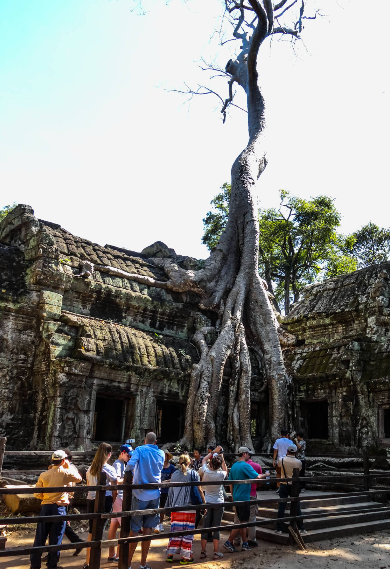 Ta Prohm Kambodscha Mogroach Travelblog Tomb Raider