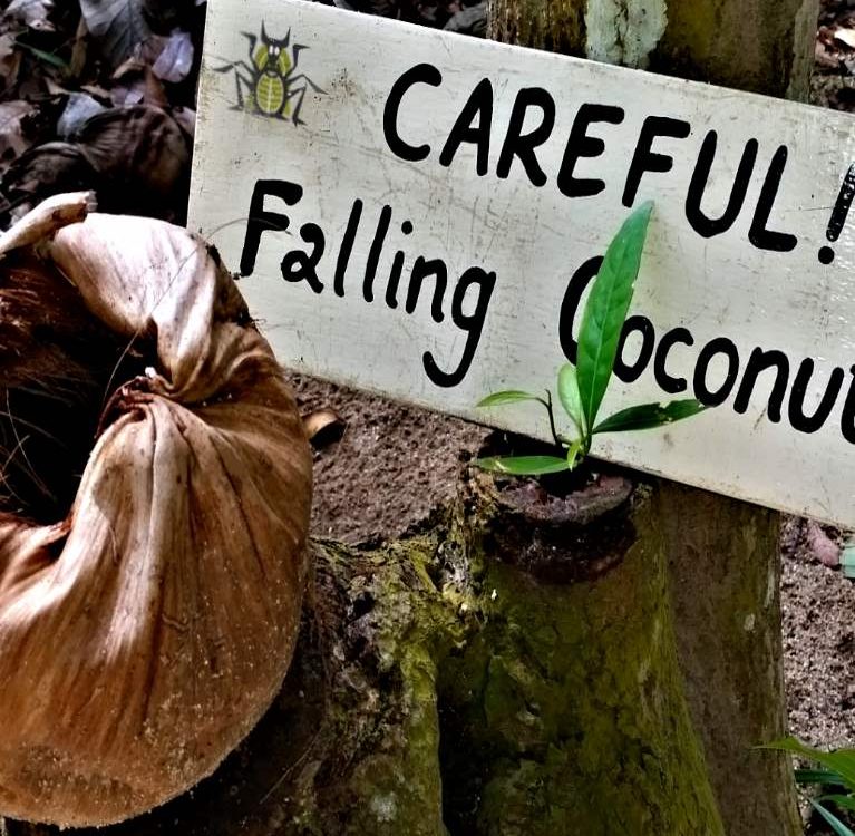 blog coconut falling Mogroach