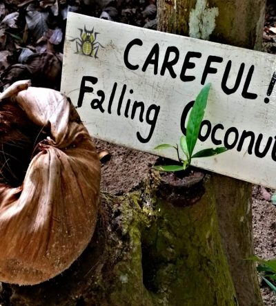 blog coconut falling Mogroach
